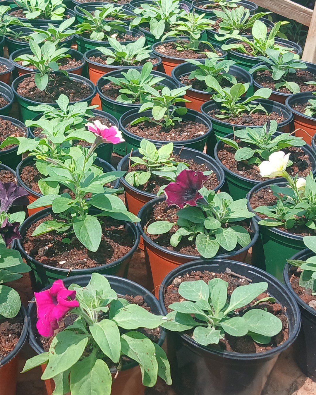Varieties of Petunias