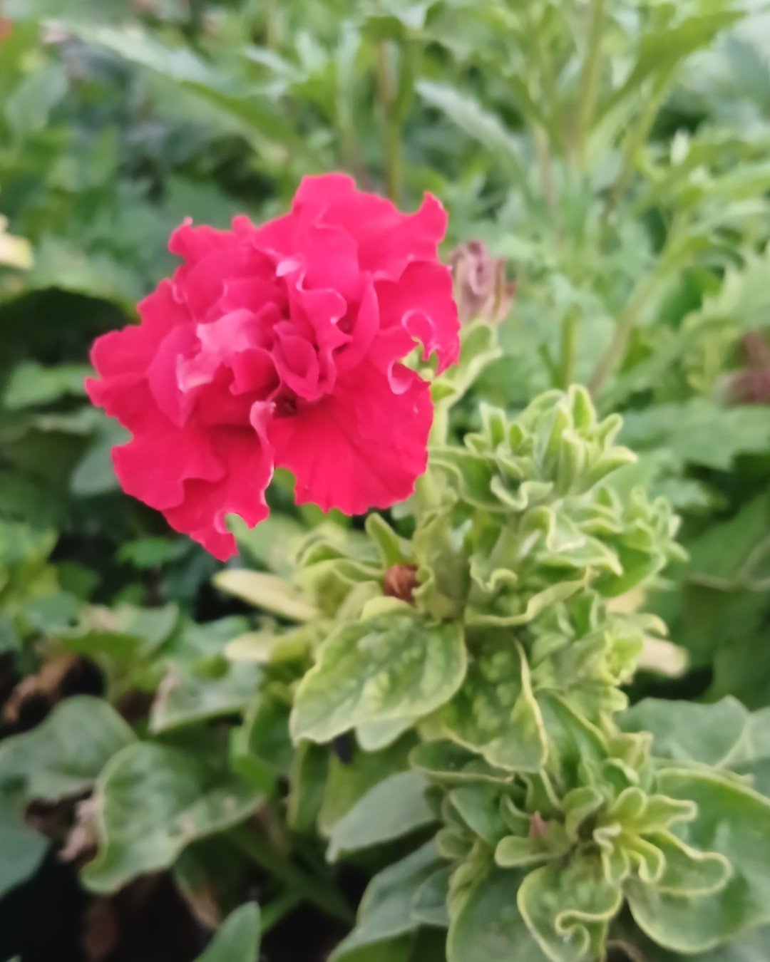 Varieties of Petunias