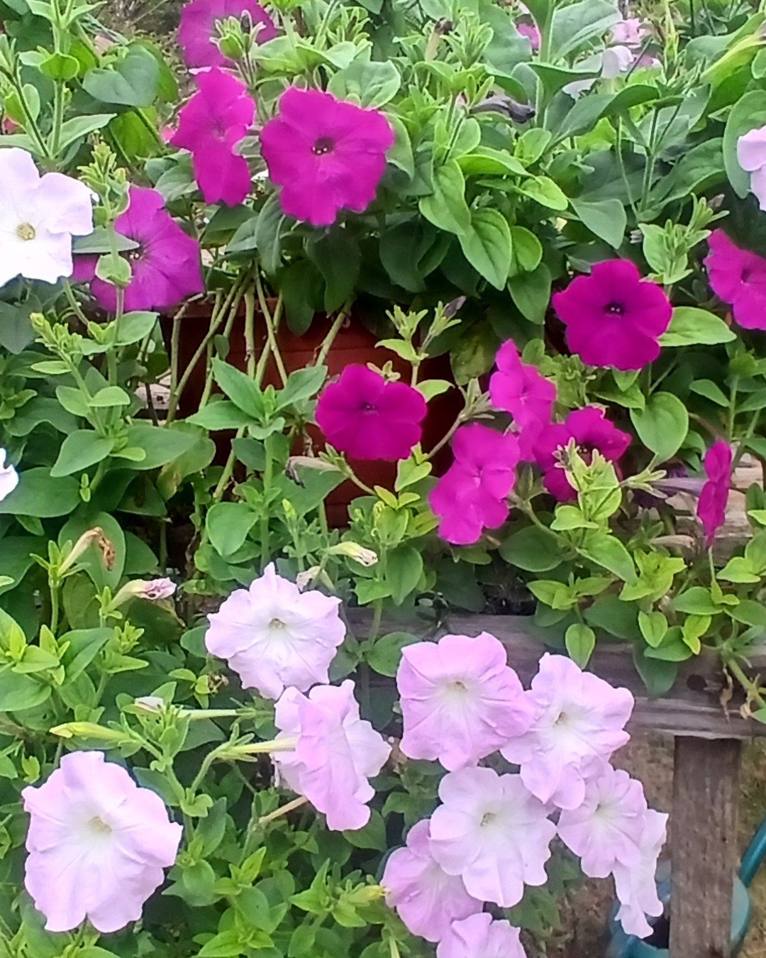 Varieties of Petunias